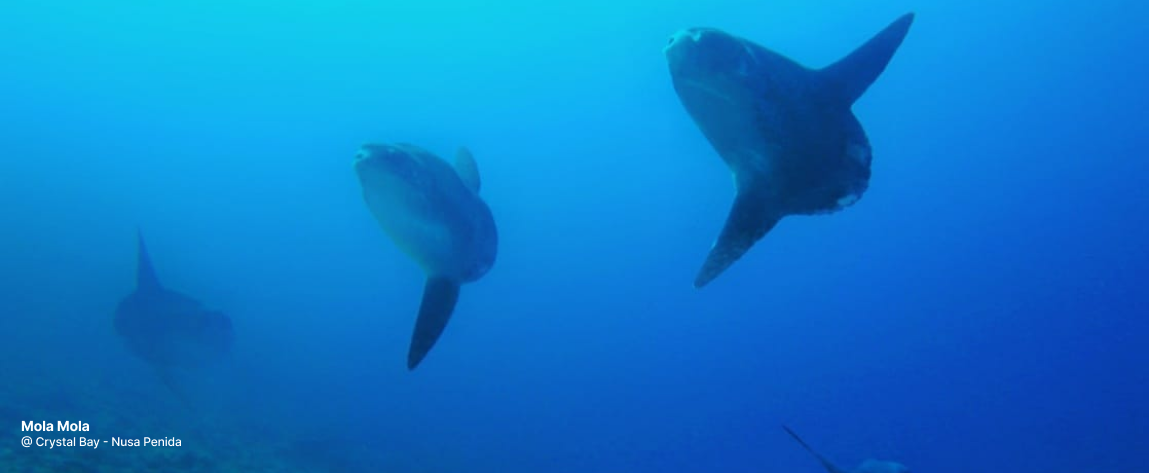 Diver with Mola Mola