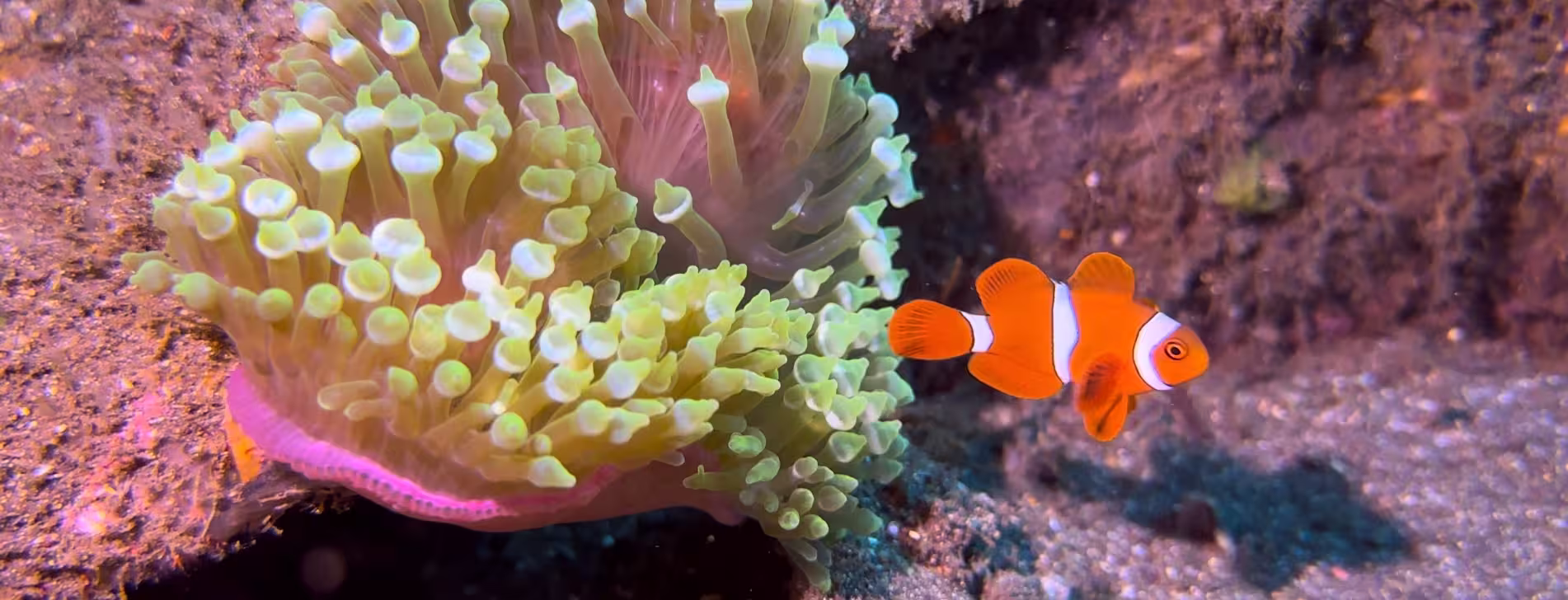 Clownfish swimming amongst anemones in Pemuteran, Bali.