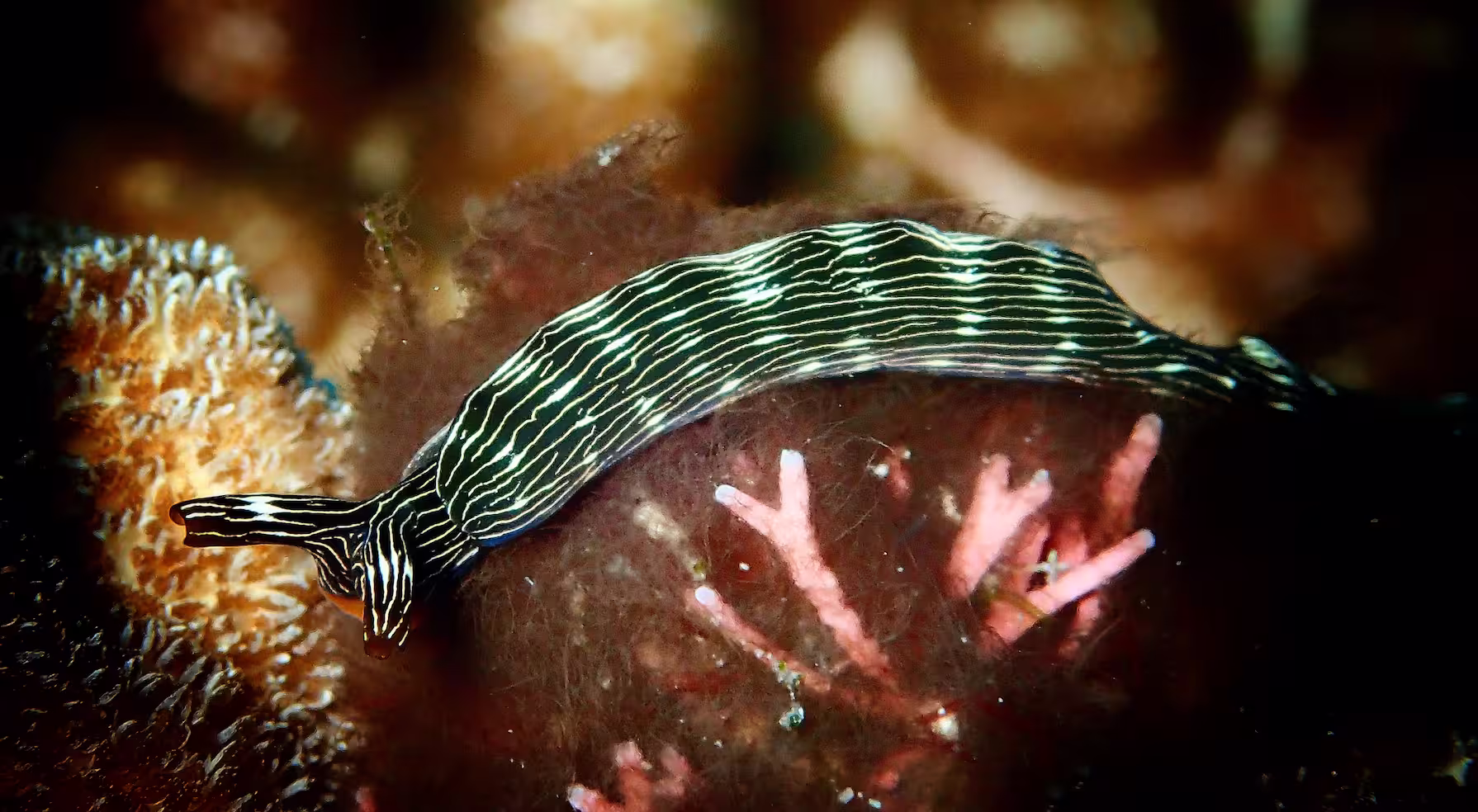 Bali's Best Muck Diving Sites: Hidden Gems & Weird Critters