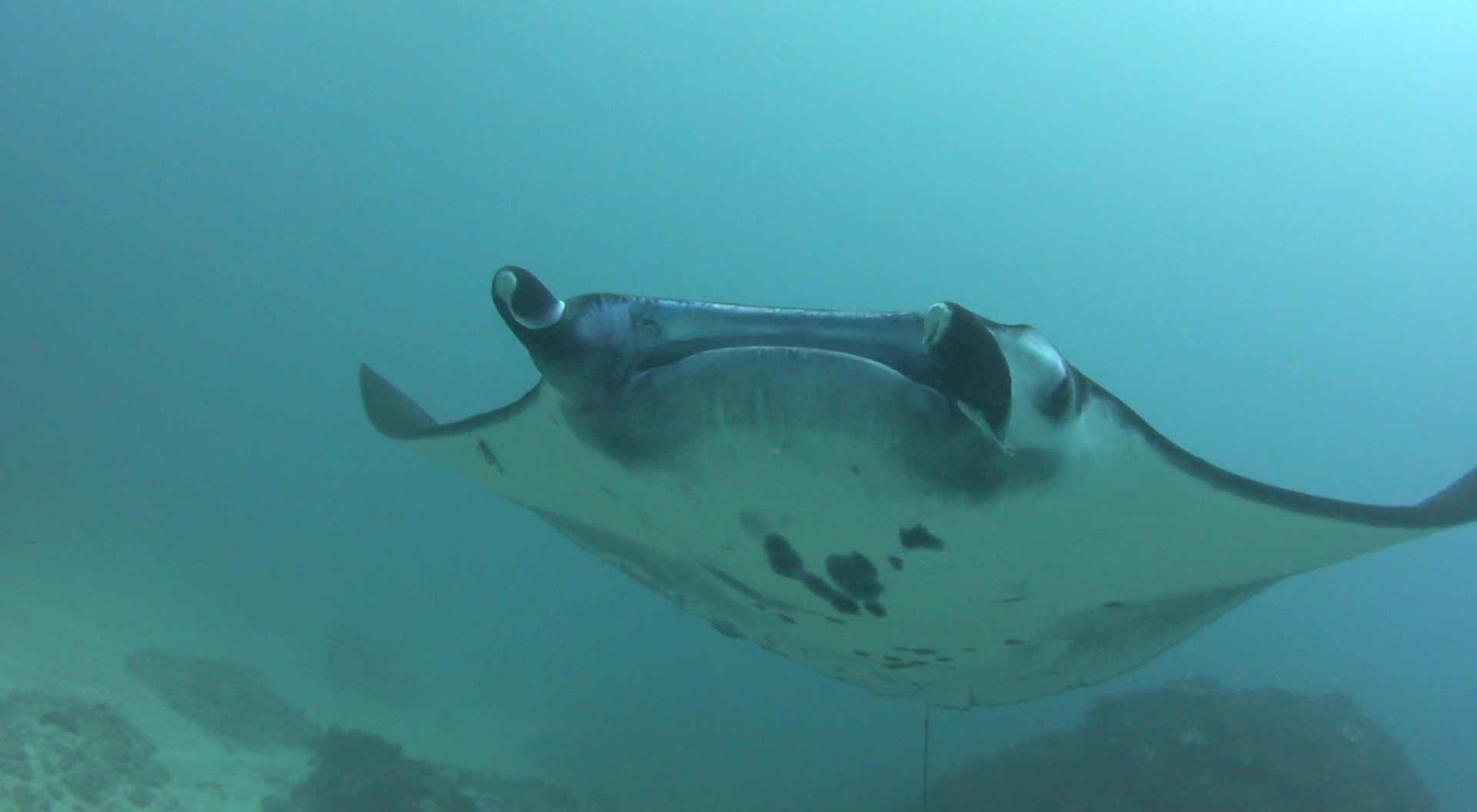 Dive the USAT Liberty Wreck in Bali: History, Marine Life & Dive Guide