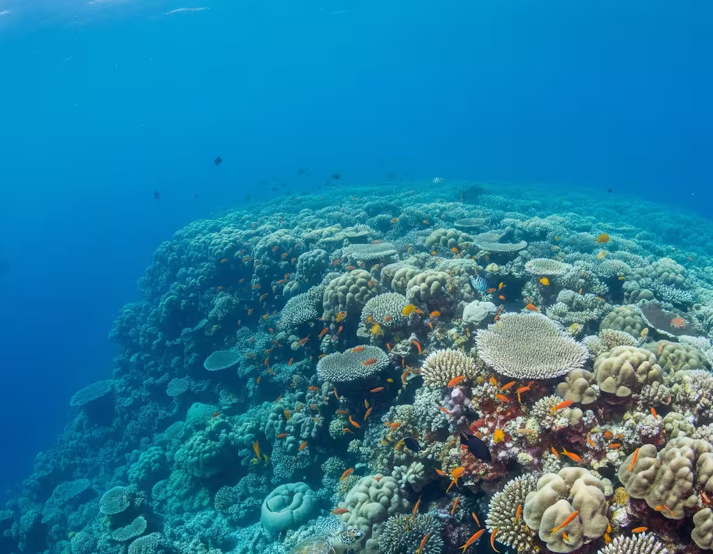 An image of a coral just off the shore of Menjangan Island