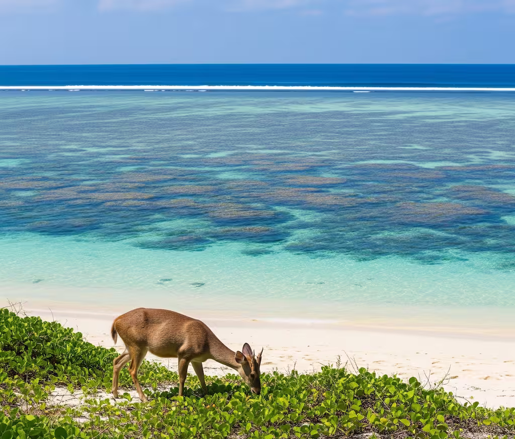 Scuba diving at Menjangan Island. What you need to know