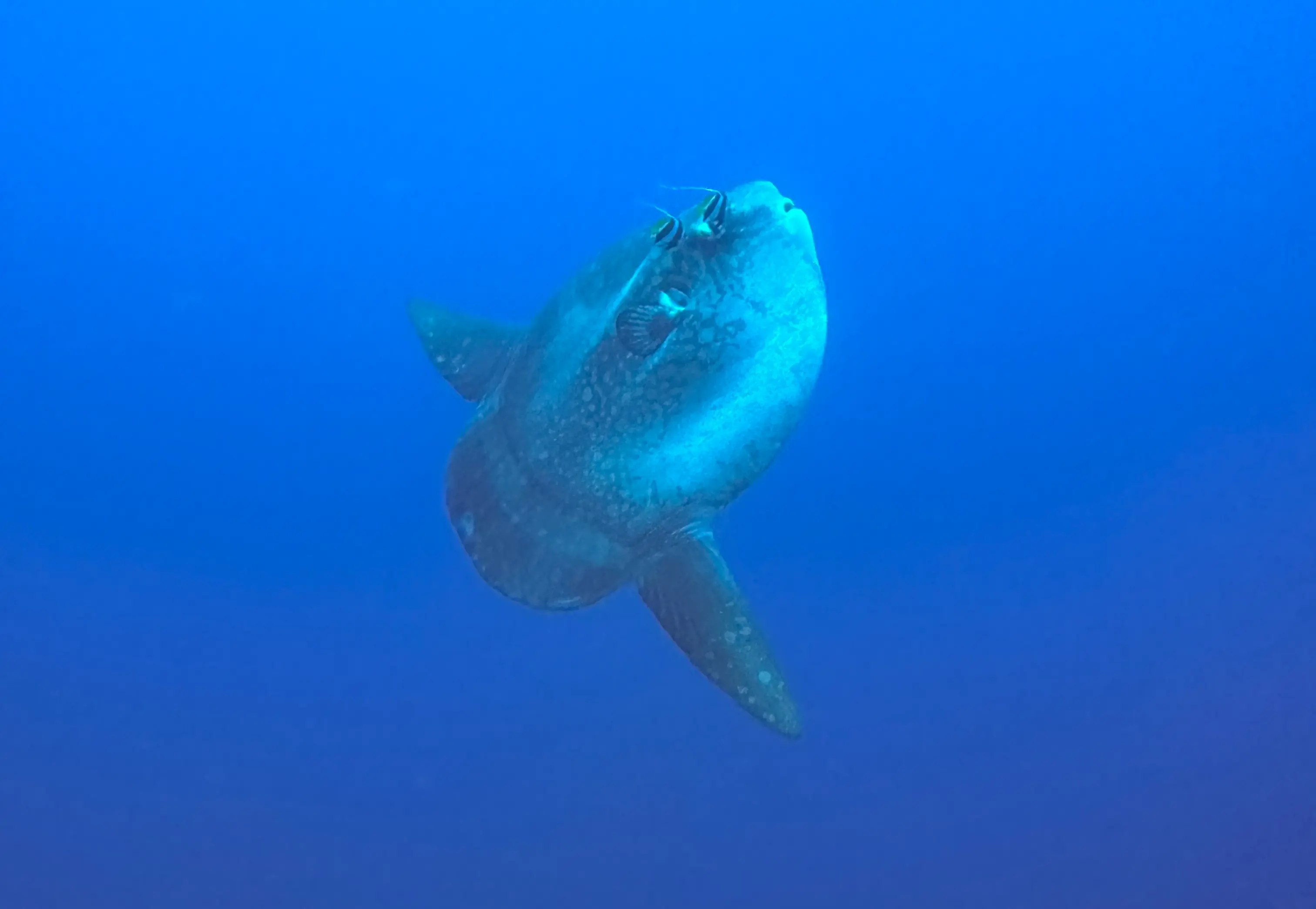 2025 Mola Mola Season Is Here: Your Ultimate Guide to Encountering Bali's Elusive Ocean Sunfish