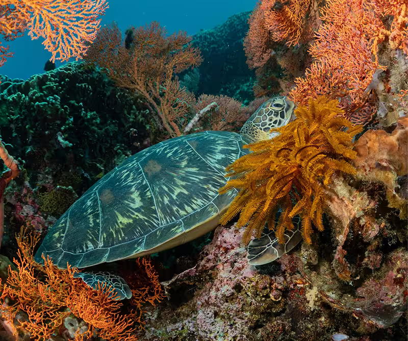 Snorkelling with Turtles in Nusa Penida: Your Ultimate Guide